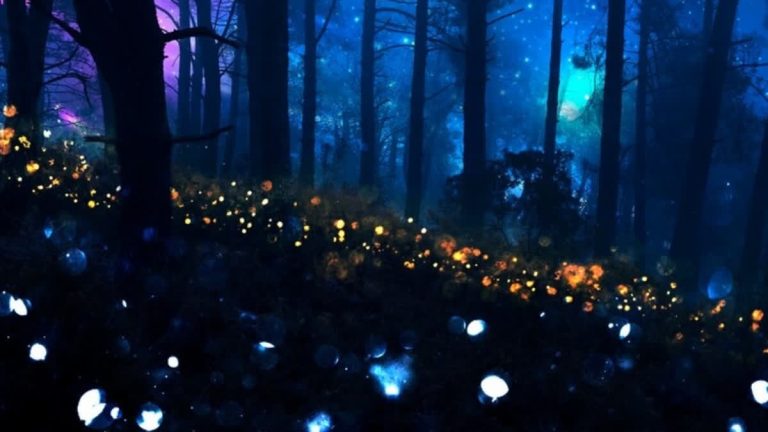 7 Magical Places In India To Witness Fireflies Lighting Up The Night Sky In June