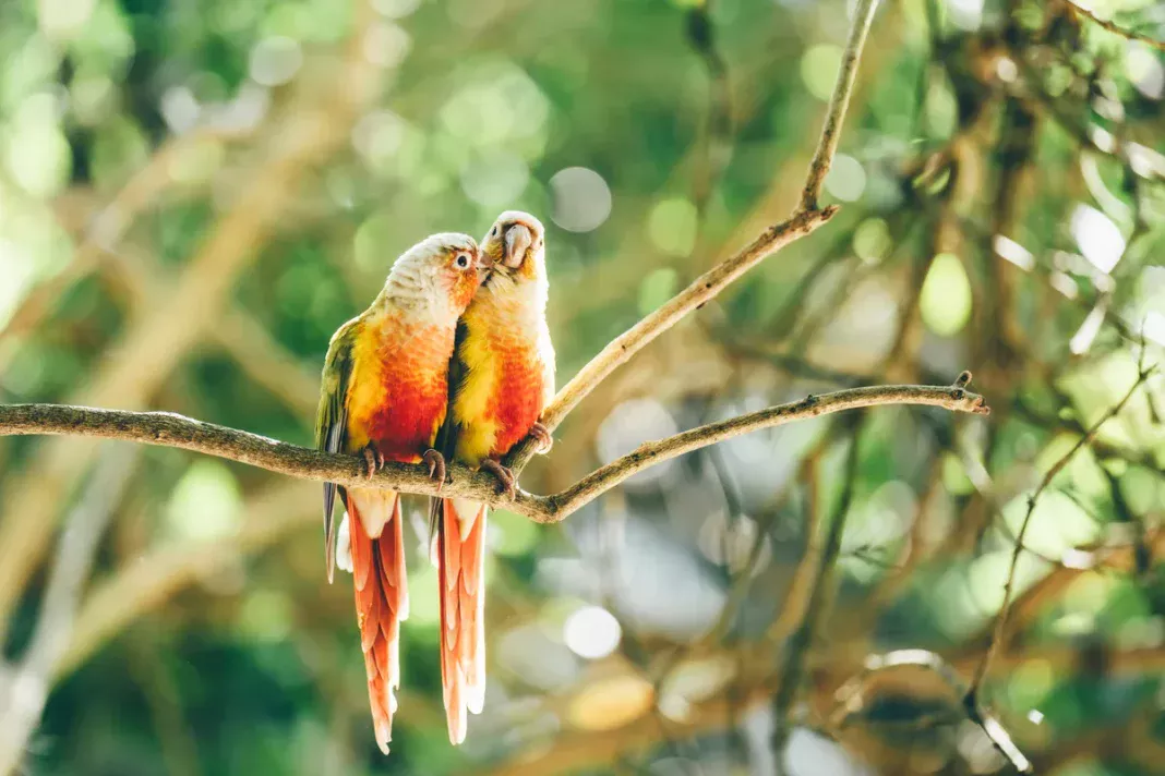 Scientists Discover Masturbation Is Common Among Birds, Say It Is Natural, Healthy And Evolutionarily Beneficial