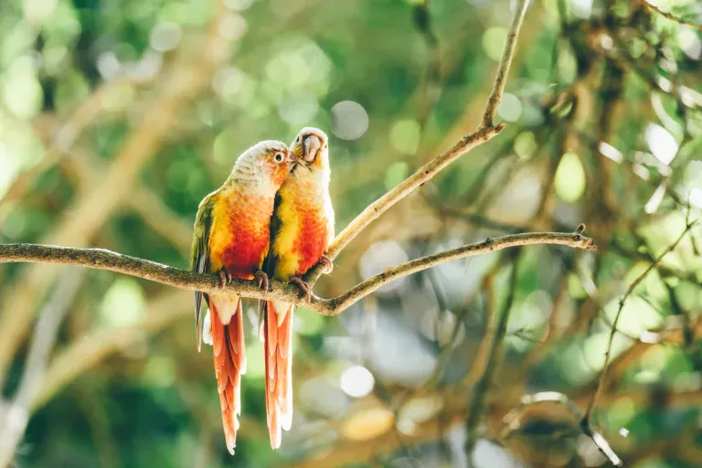 Scientists Discover Masturbation Is Common Among Birds, Say It Is Natural, Healthy And Evolutionarily Beneficial