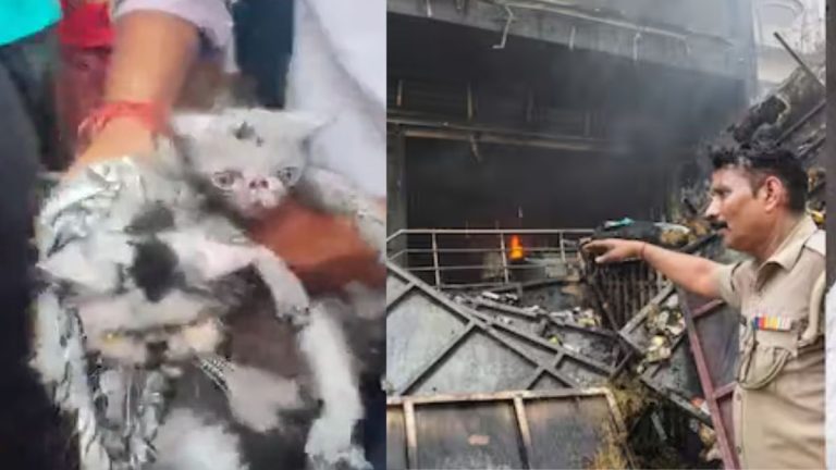Cats Rescued As Deadly Lucknow Fire Claims 15 Lives