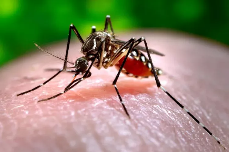Delhi Records 162 Dengue Cases Before Monsoon; Health Experts Stress Early Prevention