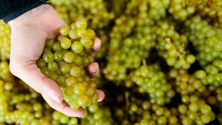 Eating Grapes May Help You Get Glowing Skin And Protect Against Sun Damage, Study Finds