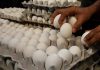Eggs, Chicken and Seafood Prices Rise Faster Than Inflation In June, Increasing Household Food Bills Eggs, Chicken and Seafood Prices Rise Faster Than Inflation In June, Increasing Household Food Bills