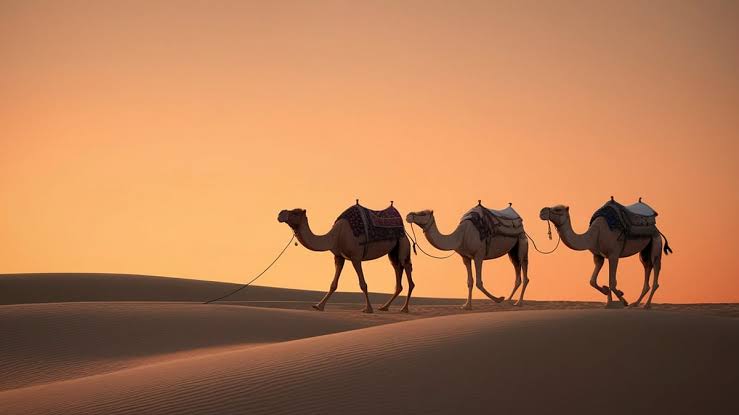Extreme Heat Is Killing Camels As Desert Temperatures Reach Dangerous Highs