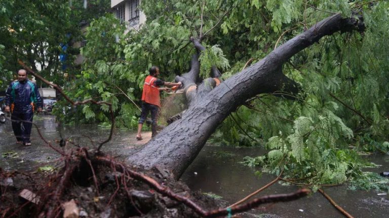 Man Dies After Tree Falls On Shop In Mumbai Rain