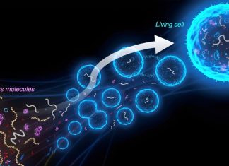 Scientists Create First-Ever Synthetic Cell From Scratch Capable of Self-Replication Scientists Create First-Ever Synthetic Cell From Scratch Capable of Self-Replication