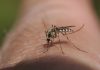 Why Mosquitoes Bite Some People More Than Others: The Science Behind It Why Mosquitoes Bite Some People More Than Others: The Science Behind It