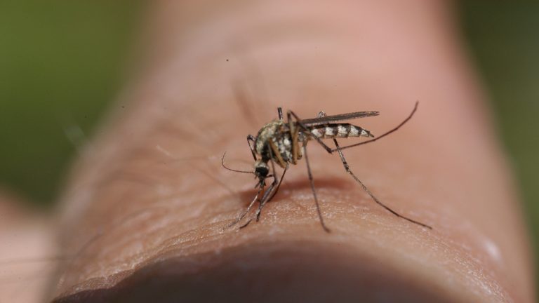 Why Mosquitoes Bite Some People More Than Others: The Science Behind It