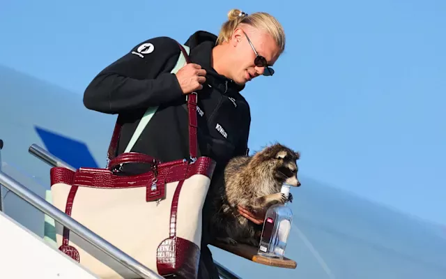 Erling Haaland's 'Whiskey Raccoon' Souvenir After FIFA World Cup Exit Leaves Internet Amused
