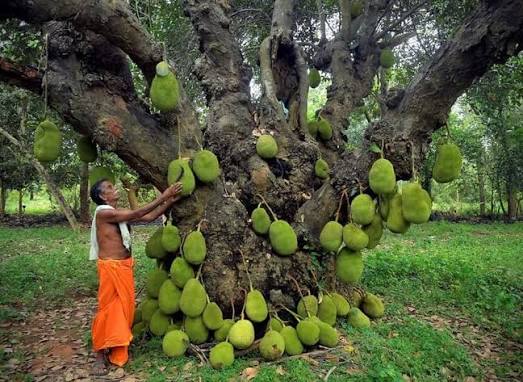 Which Place Is Known As India's Jackfruit Capital? Here's The Town That Produces The Country's Favourite Giant Fruit