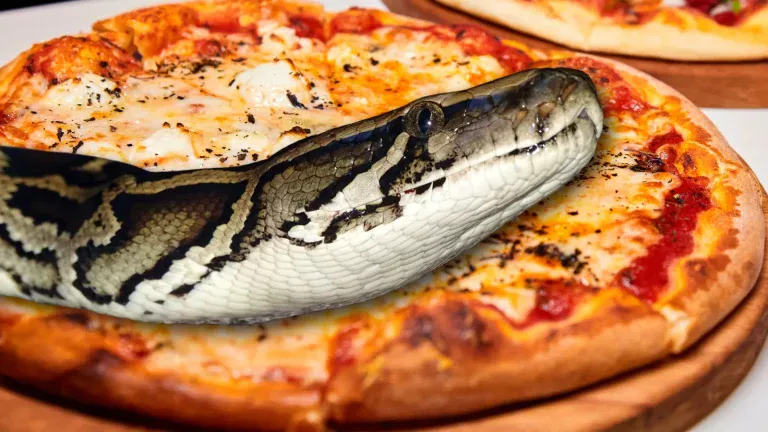 Florida Restaurant Accepts Pythons As Payment For Pizza During 2026 Python Challenge